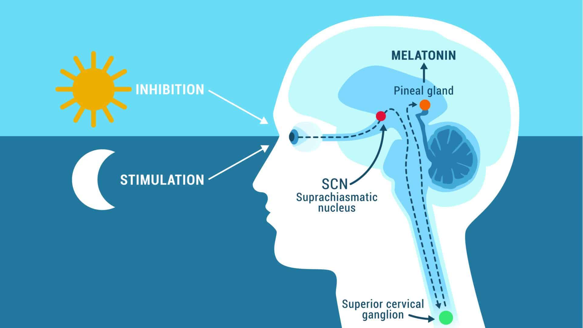 Circadian Rhythm And Lighting Measurement Daylightie 