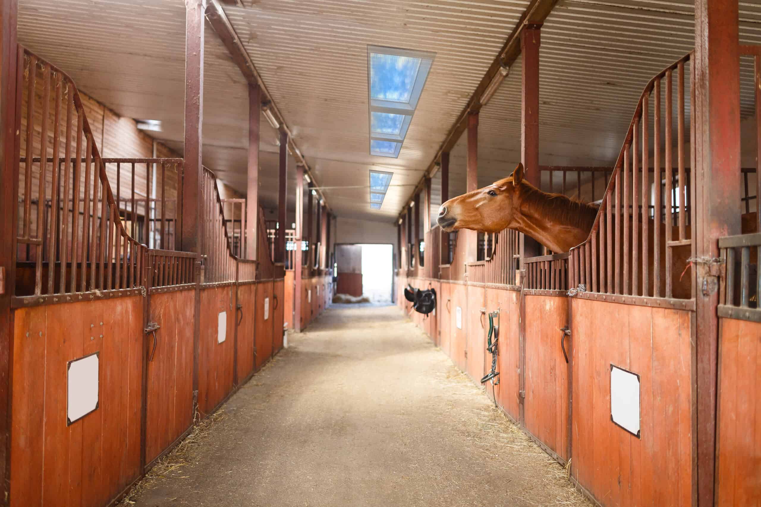 Head of horse looking over the stable doors